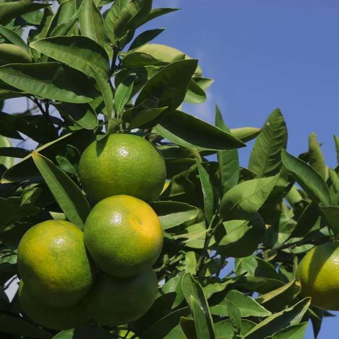Mandarine verte zeste (Citrus reticulata) - Huile essentielle Claire bio - Saldi Straordinari – Offerte Speciali Disponibili Adesso