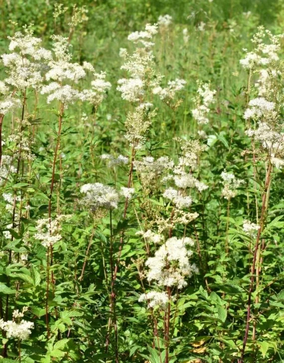 Filipendula ulmaria – Reine-des-prés - Vins Rouges Harmonieux bouteilles pour Chaque Occasion
