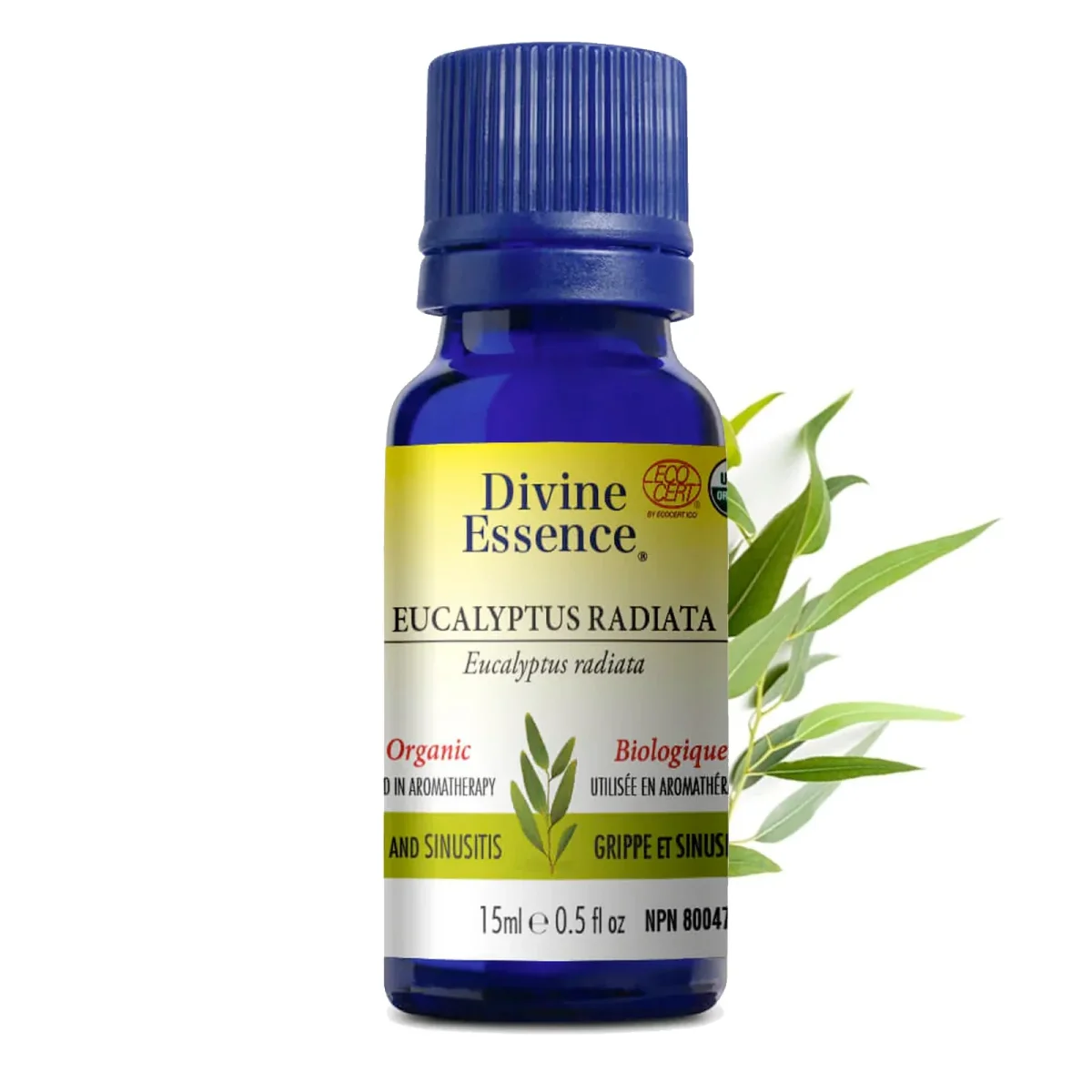Eucalyptus Radiata biologique - 15 ml. - Saldi Straordinari – Offerte Speciali Disponibili Adesso - eucalyptus cinerea eucalyptus millilitre