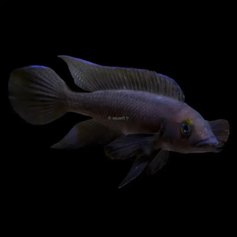 Neolamprologus pectoralis Tembwe ll - ​Drones Professionnels & Grand Public | Boutique Française​ - Neolamprologus brevis