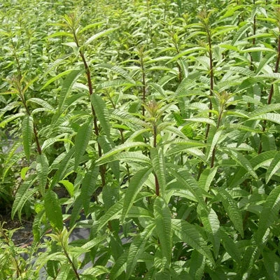 Verveine odorante (Lippia Essenciagua citriodora) - Huile essentielle bio - Saldi Straordinari – Offerte Speciali Disponibili Adesso