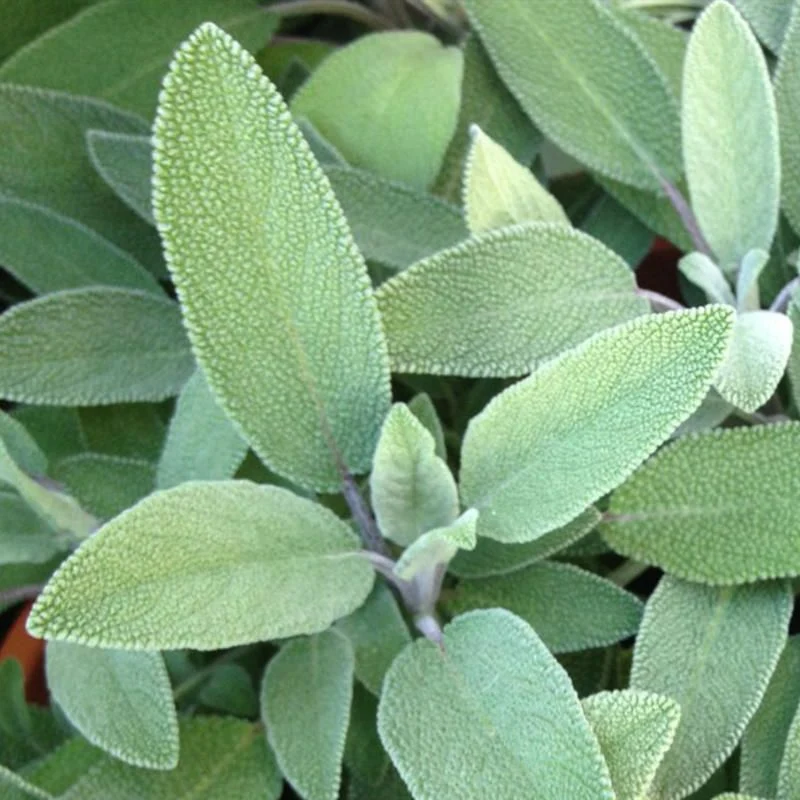 Teinture Sauge (Salvia officinalis) 50 ml. - Saldi Straordinari – Offerte Speciali Disponibili TM Adesso