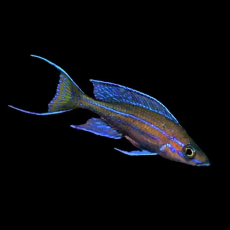 Paracyprichromis nigripinnis Kantalamba F1 - ​Drones Professionnels & Grand Public | Boutique Française​ - paracyprichromis nigripinnis blue neon paracyprichromis - amp boutique