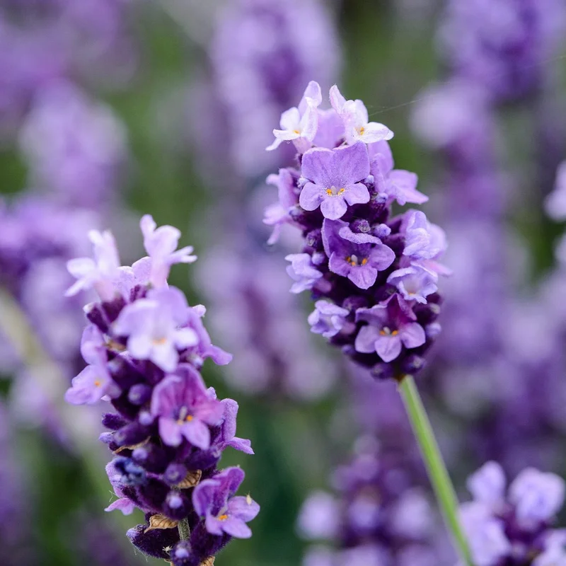 Fragrance Bulk Lavender CLA 250ml - Saldi Straordinari – Offerte Speciali Disponibili Adesso - vanilla milkshake fragrance 250ml